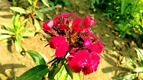 Close-up of insect on pink flower