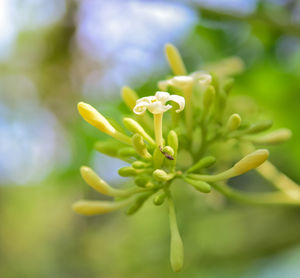 Close-up of flowering plant