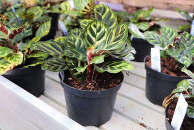 Potted makoyana calathea plants sit for sale.