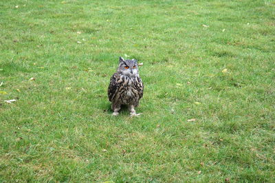 Bird on grassy field