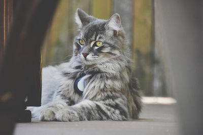 Close-up portrait of cat looking away