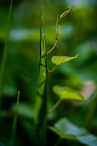 Close-up of insect on plant