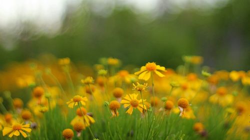 Close-up of yellow flower blooming in field