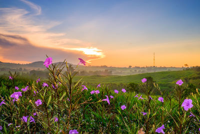 Purple flowering plants on field against sky during sunset