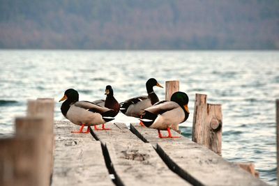 Birds on sea shore against sky