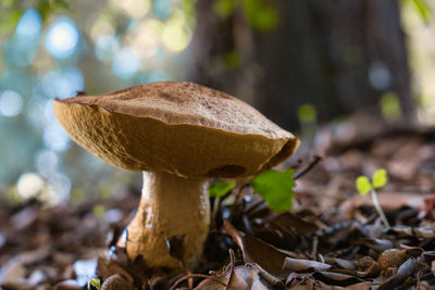 Close-up of mushroom growing on field