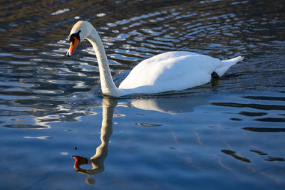 Swans swimming in lake