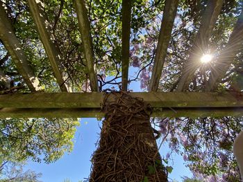 Low angle view of bamboo trees in forest against sky