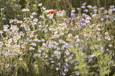 Close-up of purple flowering plants on field