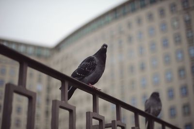 Birds on brick wall