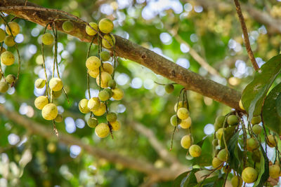 Close-up of berries growing on tree