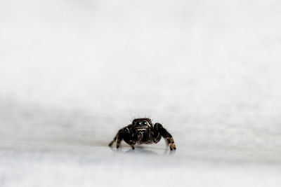 Hyllus semicupreus jumping spider. small jumping spider.