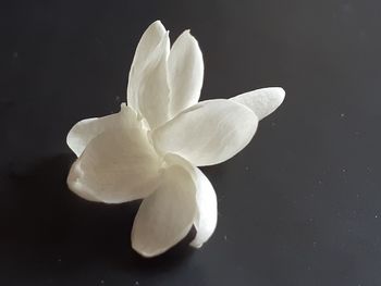 Close-up of white rose against black background