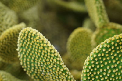 Close-up of succulent plant