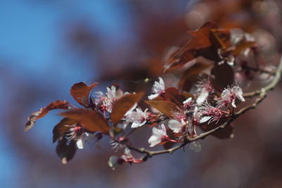 Close-up of cherry blossom on tree