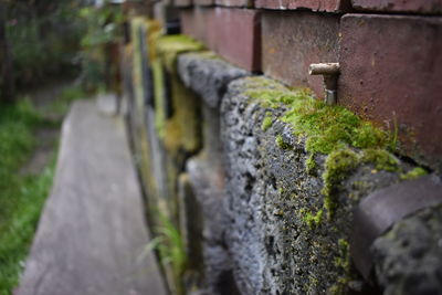 Close-up of moss growing on stone wall