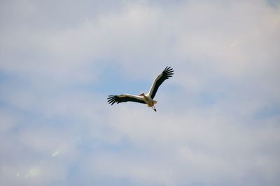 Low angle view of a bird flying