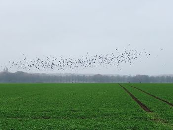 Flock of birds flying over land