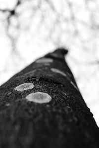 Close-up of rusty leaf