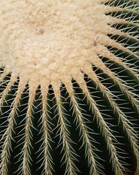 Full frame shot of cactus