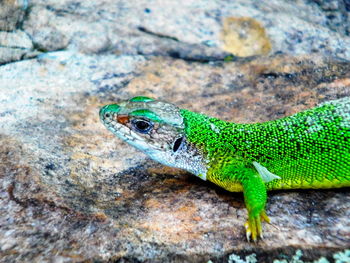 Close-up of lizard on rock