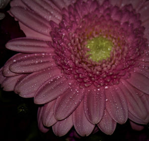 Close-up of water drops on pink flower