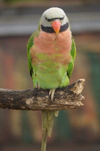 Close-up of parrot perching on branch