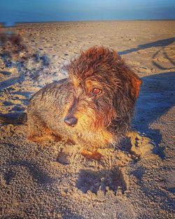 Elephant on sand at beach against sky