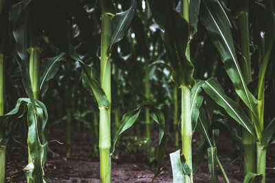 Close-up of fresh green plants