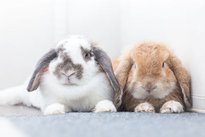 Rabbit brown and white lovely lying on the floor. split on a white background.