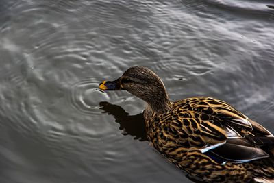 Mallard duck swimming in lake