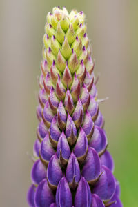 Close-up of purple flower