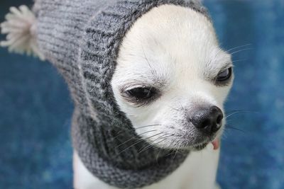 Chihuahua in knitted hat