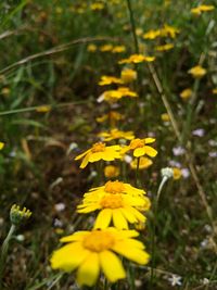 Close-up of yellow flowers blooming outdoors