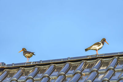 Low angle view of seagull perching on roof against clear blue sky