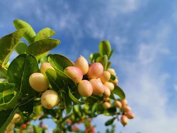 Low angle view of fruits on tree against sky