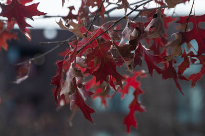 Close-up of red maple leaves