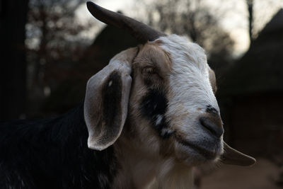 Close-up of a horse