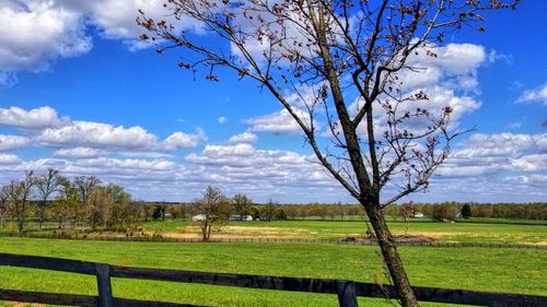 Tree on field against cloudy sky