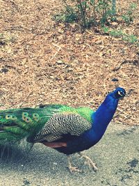 High angle view of peacock on land