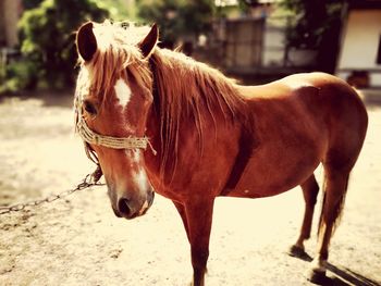 Close-up of horse standing outdoors