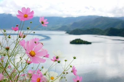 Close-up of cosmos flowers by lake against sky