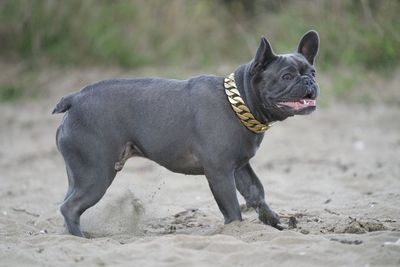 Black dog looking away