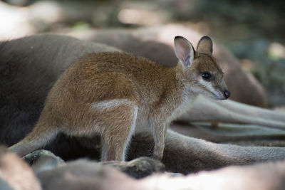 Close-up of rabbit on field