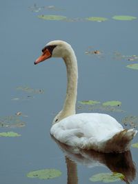 Swan swimming in lake