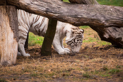 Cat in a zoo