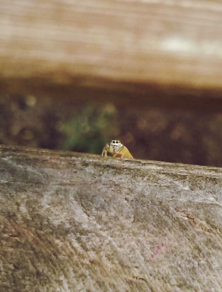 Jumping spider