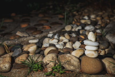 Close-up of mushrooms growing on rocks