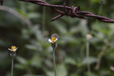 Close-up of insect on flower