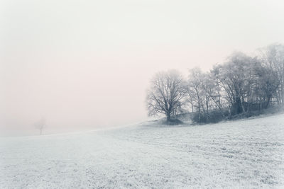 Trees on field against clear sky during winter